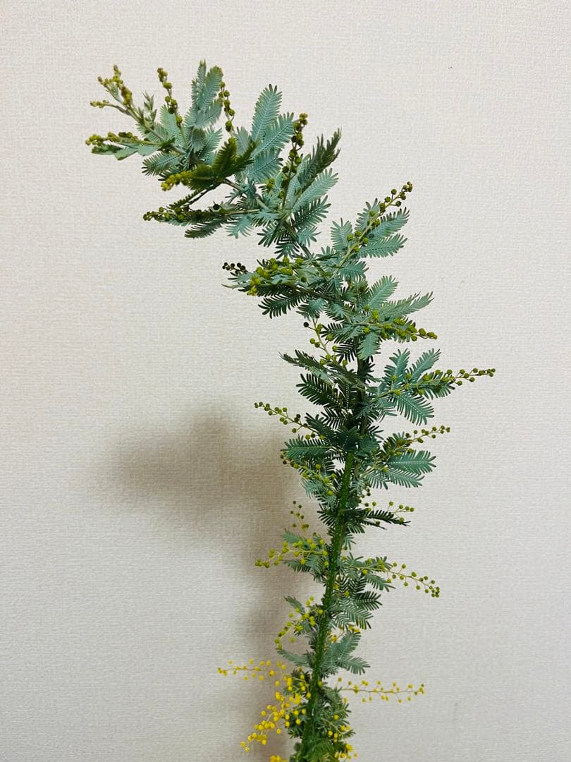 花付き　アカシア　ミモザ　苗　B