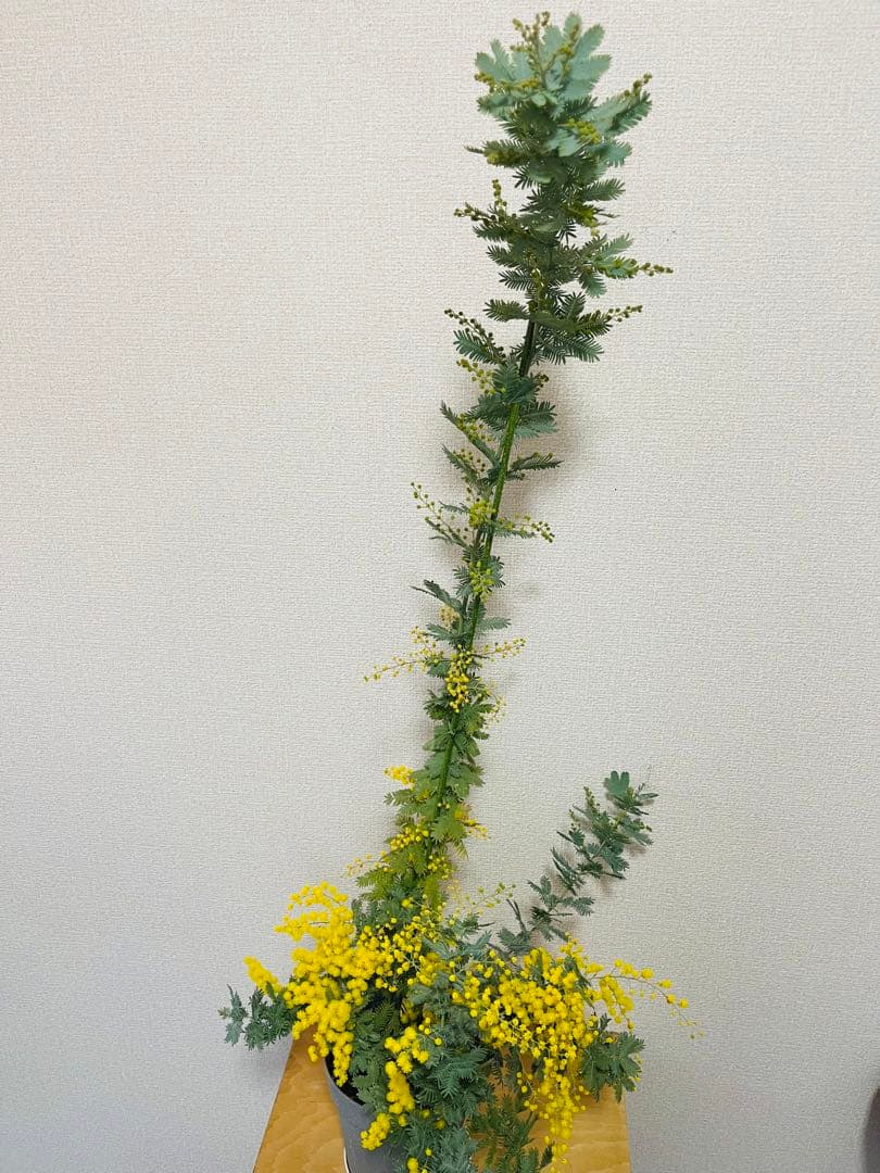 花付き　アカシア　ミモザ　苗　B