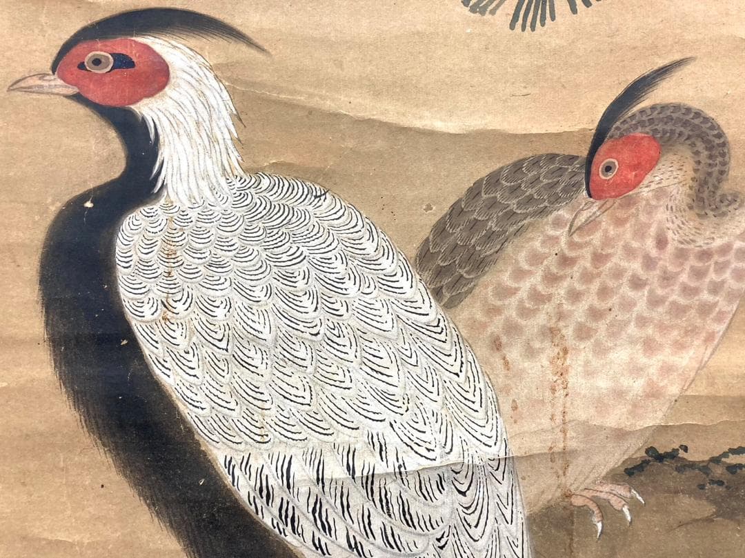 土佐光貞／土佐光芳の息子「雉」花鳥画 掛軸 紙本：江戸時代中期