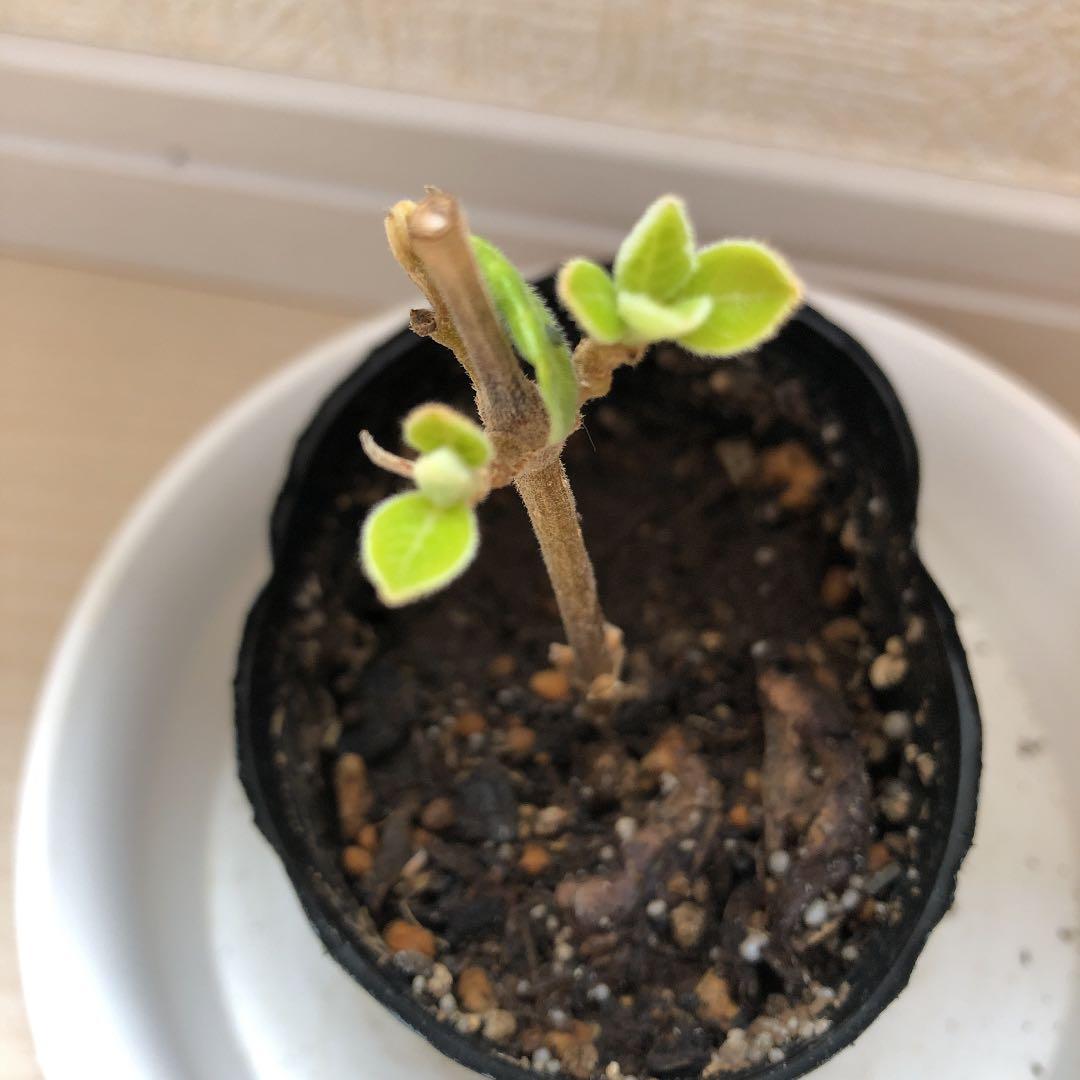 Ruki様、確認用