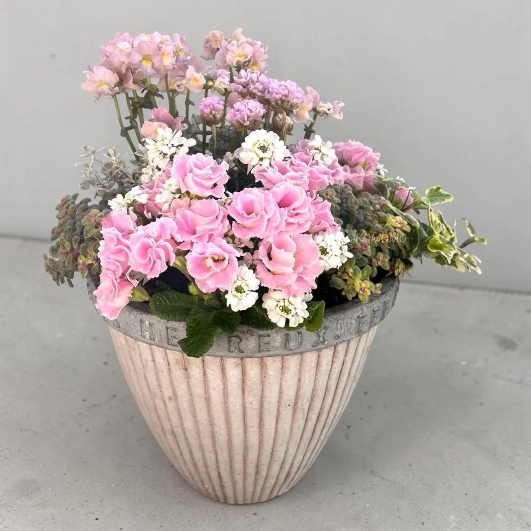 ふりふりパステルピンク｜バラ咲きプリムラの寄せ植え