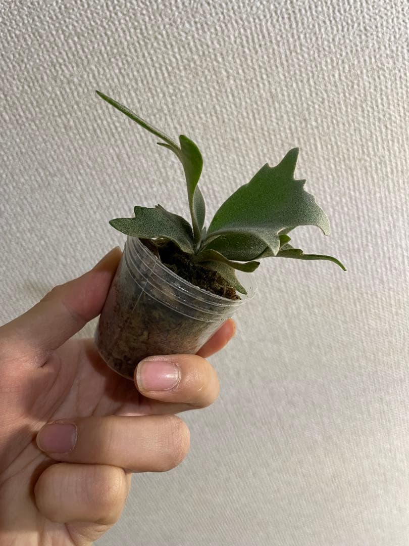 H*N様 P.willinckii Yellow moon dwarf