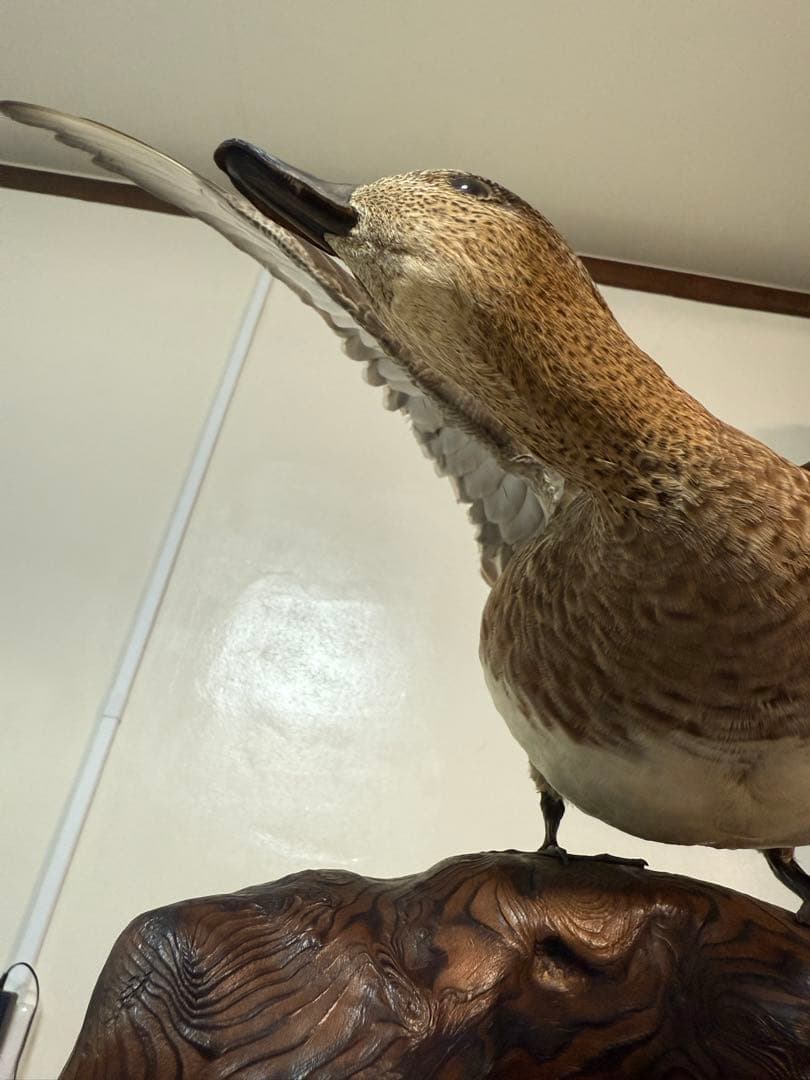 カル鴨の剥製
