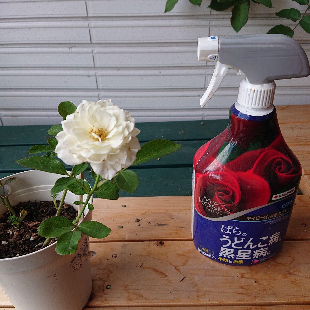 えみです♪ファビュラス♪(’-’*)♪赤ちゃん薔薇苗です♪