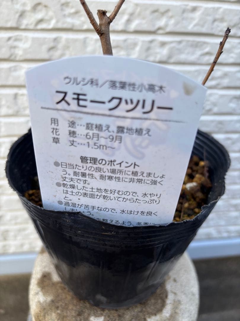 スモークツリー 超希少　苗　ホワイトマジック　白　鉢ごと匿名発送