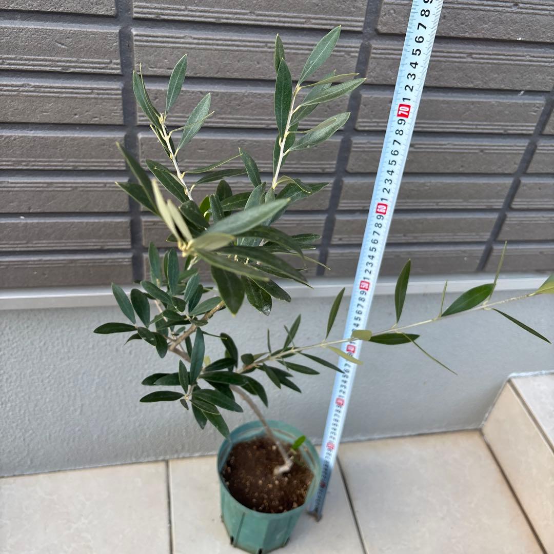 希少品種　オリーブ　アザパ　苗木　80センチ