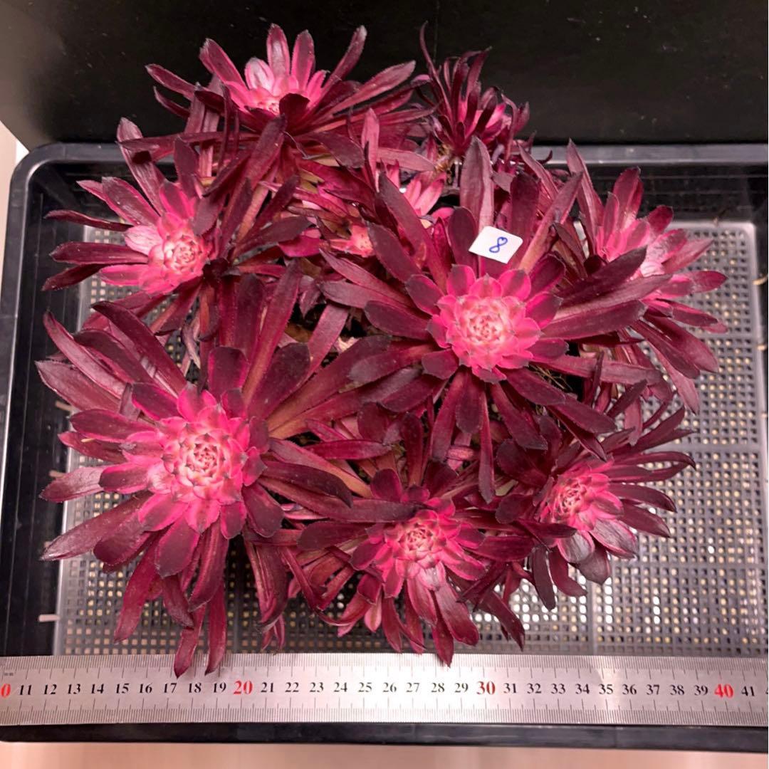 8#多肉植物アエオニウム錦❤️ 仙墨❤️10頭30cm拔き苗