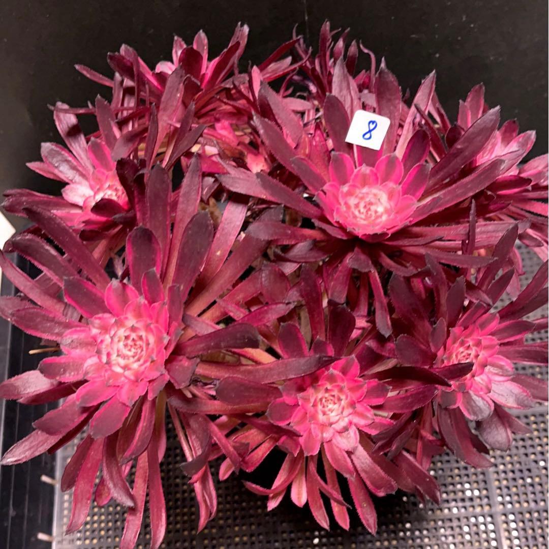 8#多肉植物アエオニウム錦❤️ 仙墨❤️10頭30cm拔き苗