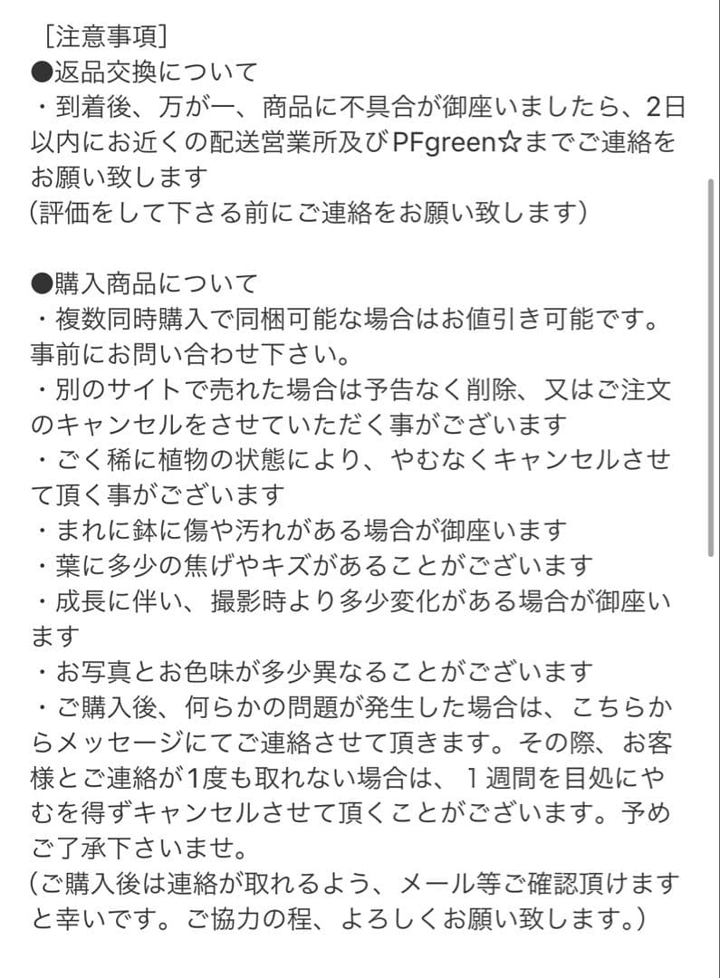 ［現品］【希少】42番 アロエ　ポリフェラ　6号　多肉植物　レア　室内　屋外