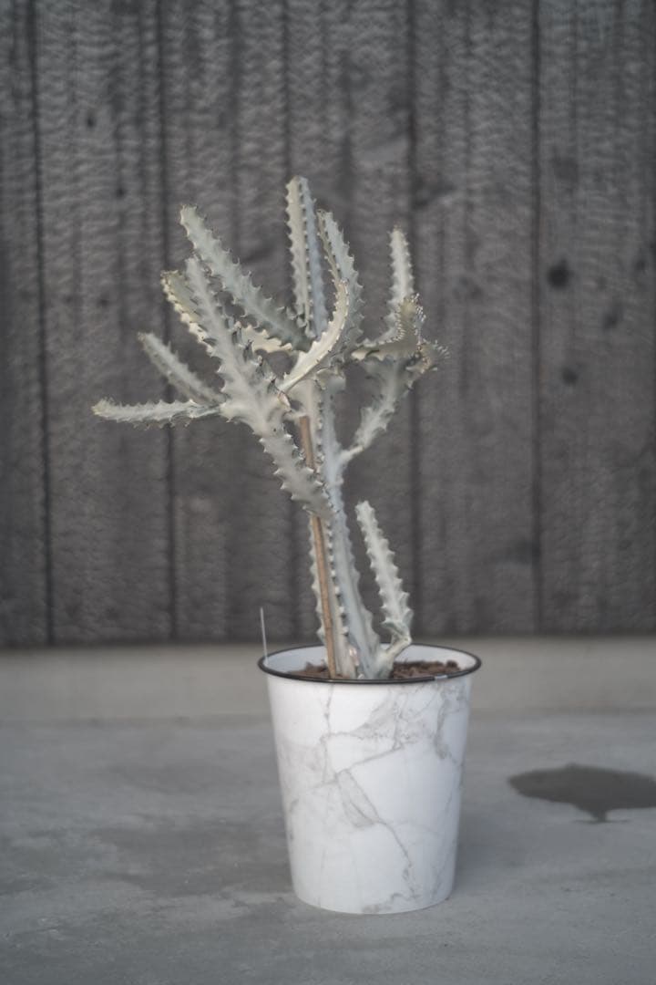 【美形状】ホワイトゴースト　多肉植物 観葉植物　サボテン　約70cm❶