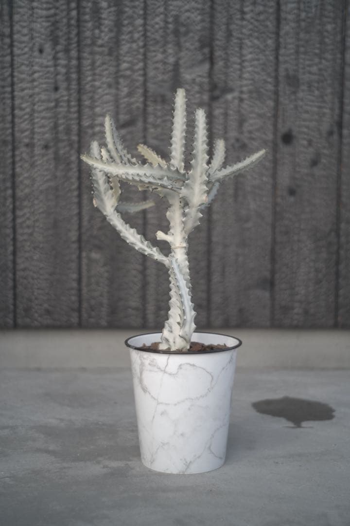 【美形状】ホワイトゴースト　多肉植物 観葉植物　サボテン　約70cm❶