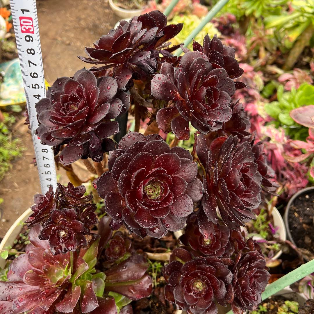 多肉植物。黒の美人法師錦抜き苗