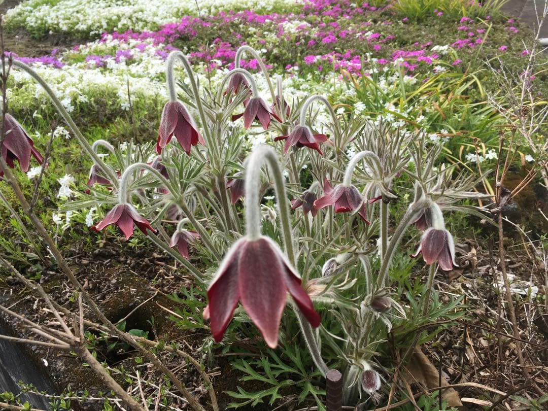 花芽10以上の大株 ニホンオキナグサ　100サイズいっぱい！日本翁草