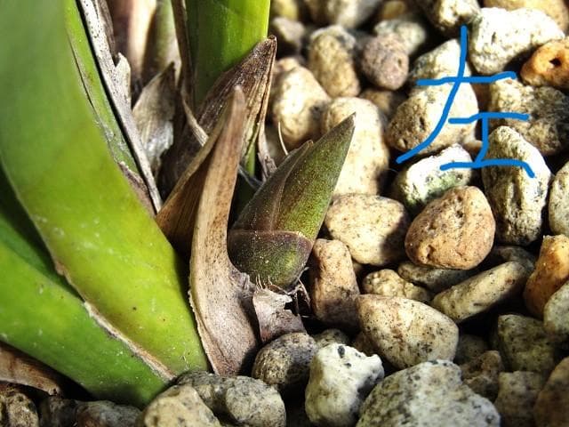 ☘ミスマフェット蘭 花芽計６つ【株分け済】鉢抜き発送☘