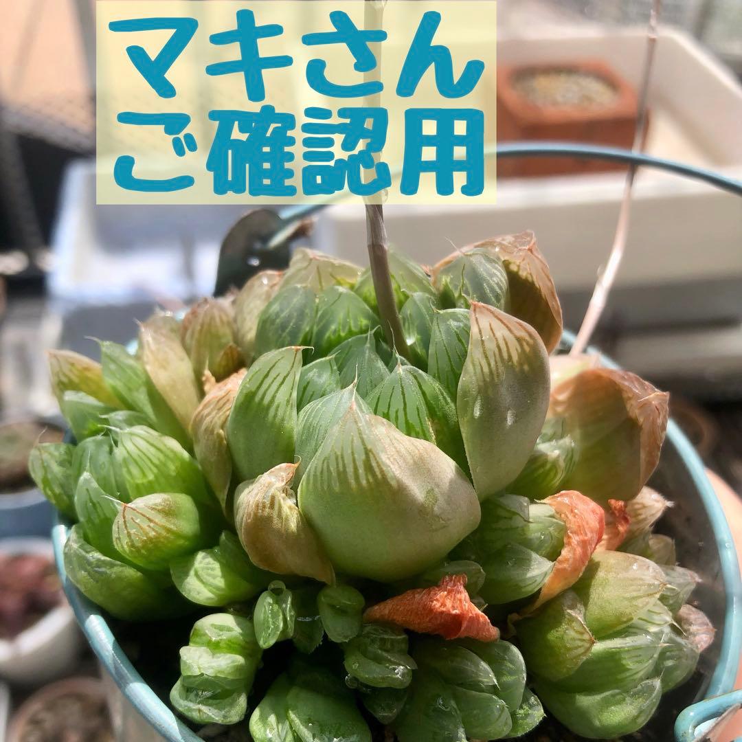 マキさんご確認用 ハオルチア