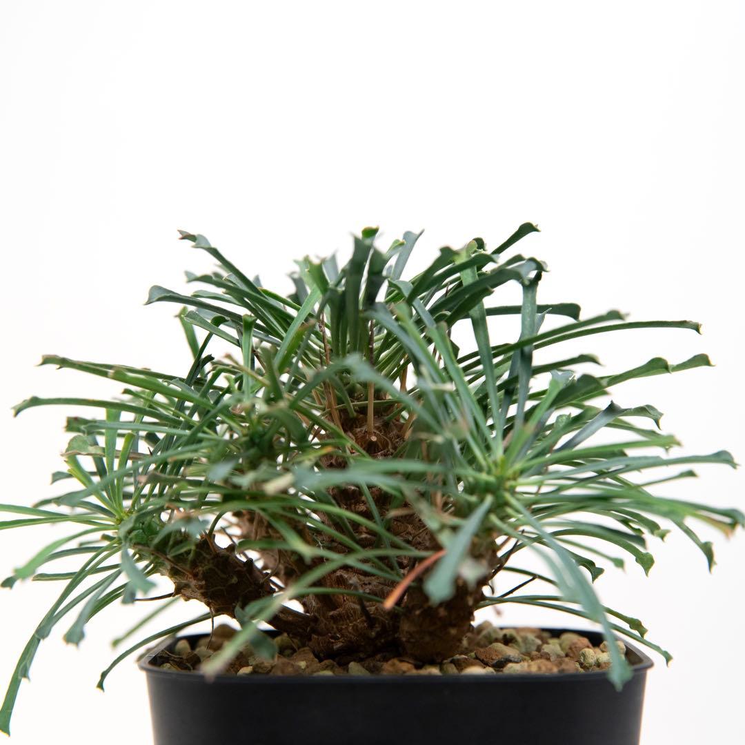 ユーフォルビア ムルチフォリア　Euphorbia multifolia