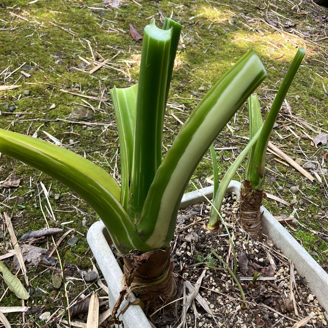 幹立ち　芋付き　斑入り　くわずいも　大小5株　クワズイモ