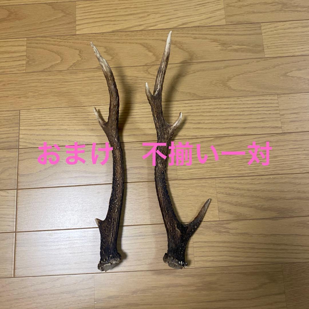 鹿の角　対2組