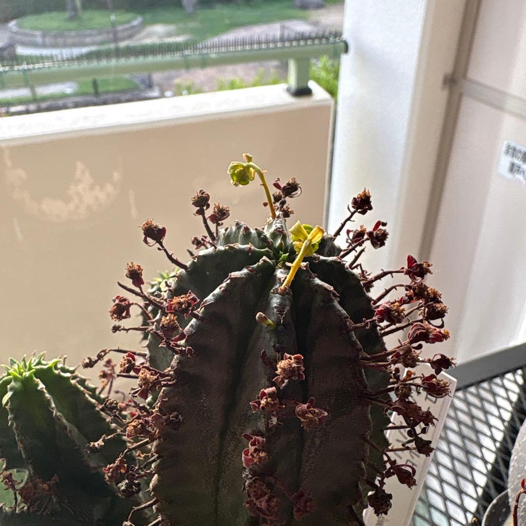 ユーフォルビア　オベサバリダ