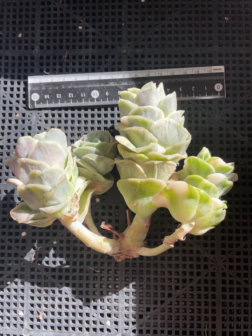 ラブリーローズ錦　古株群苗　 白斑入り　レア　エケベリア 多肉植物　三頭美斑入り