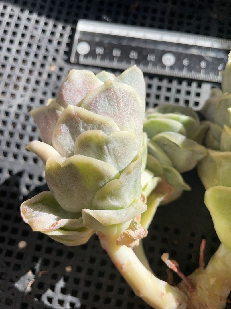 ラブリーローズ錦　古株群苗　 白斑入り　レア　エケベリア 多肉植物　三頭美斑入り