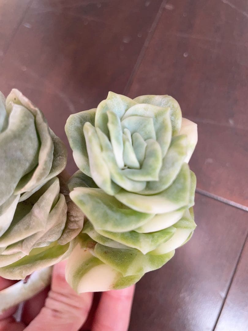 ラブリーローズ錦　古株群苗　 白斑入り　レア　エケベリア 多肉植物　三頭美斑入り