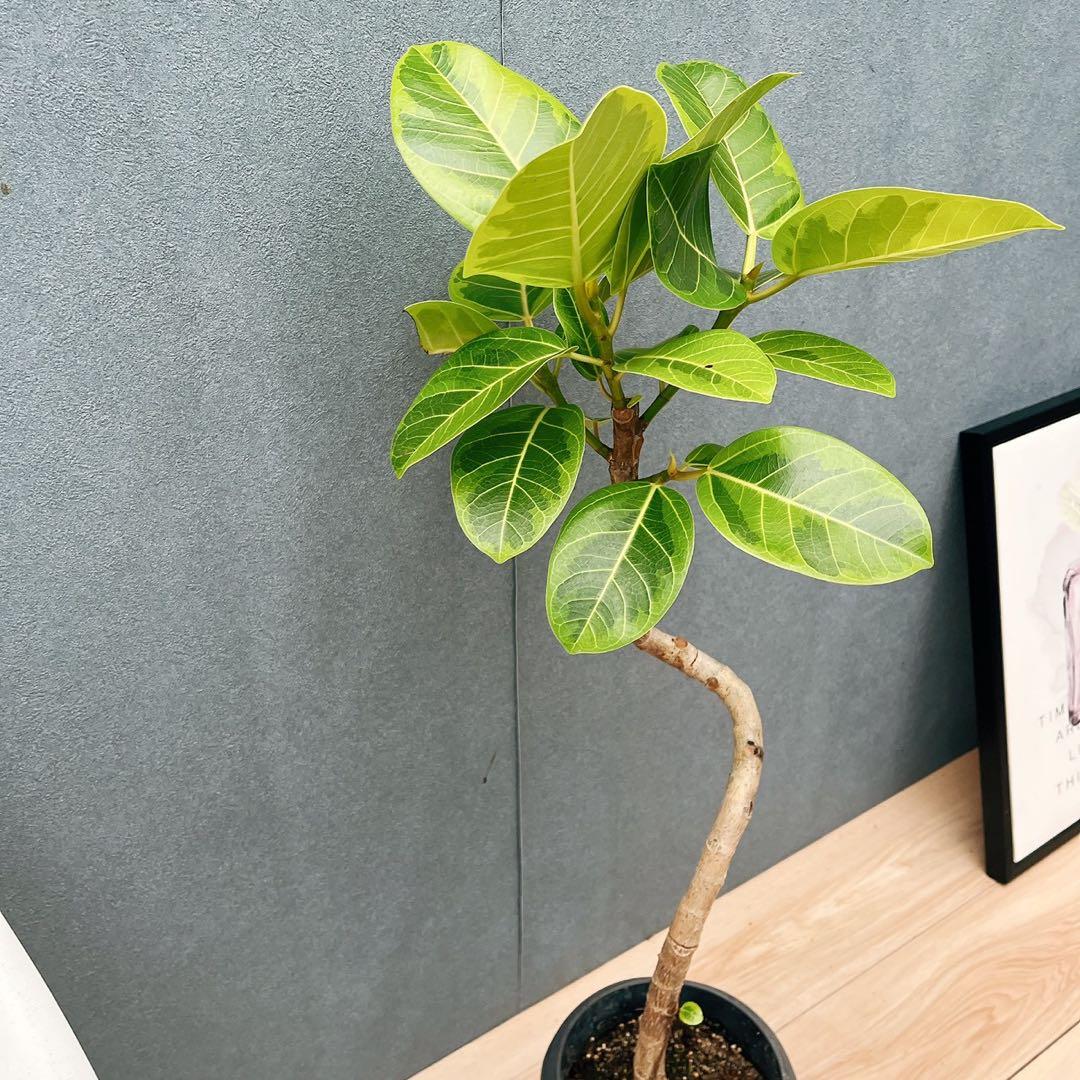 ［現品］A2 フィカス　アルテシマ　曲がり　6号　観葉植物　室内　ゴムの木　人気