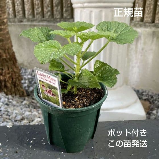 香香様ゼラニウム苗 ペラルゴニウム６苗