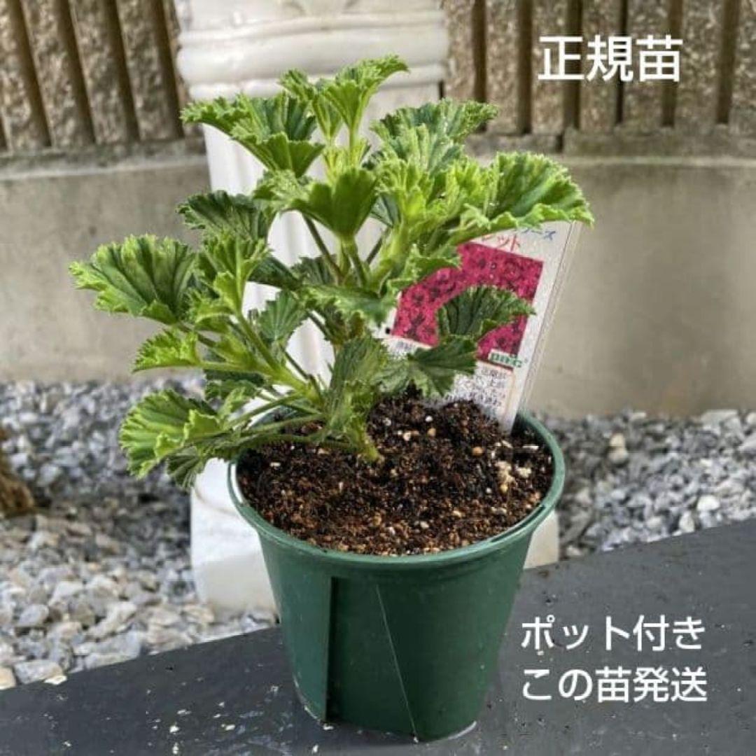 香香様ゼラニウム苗 ペラルゴニウム６苗