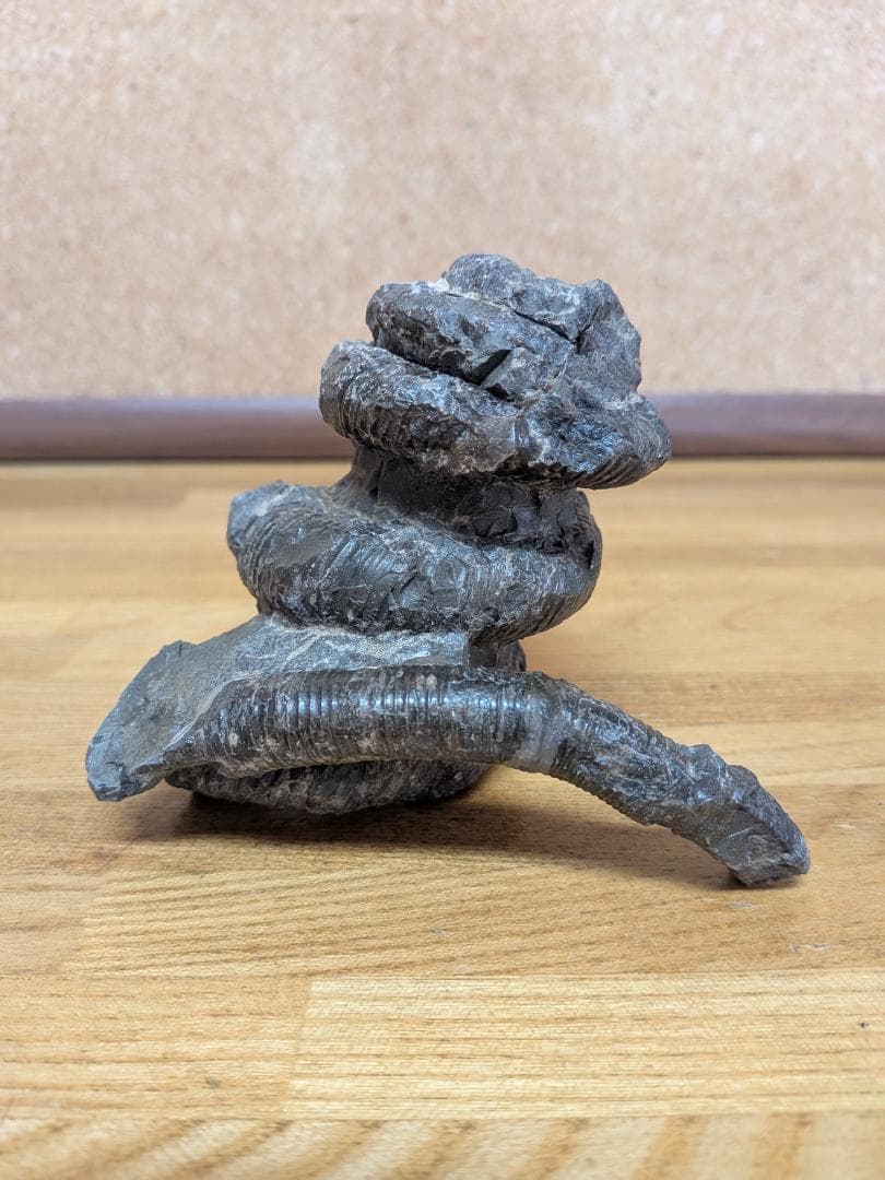 アンモナイト化石 異常巻(285)