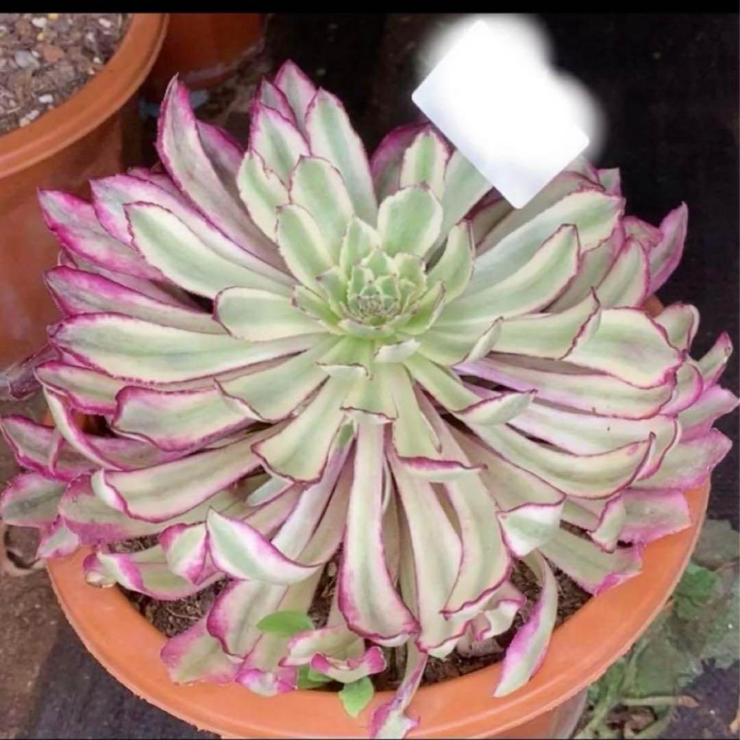 多肉植物❤️アエオニウム錦❤️ カルミン*エメラルド ❤️状態図❤️