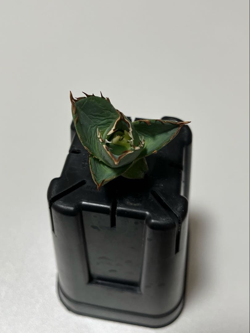アガベ　チタノタ　黒刺厳龍　子株②