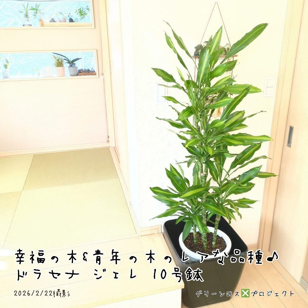 【B級品/大型観葉植物】幸福の木&青年の木のレアな品種♪ドラセナジェレ 10号鉢