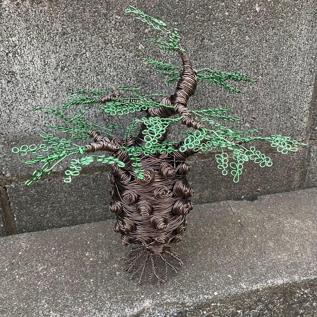 オペルクリカリア パキプス ワイヤーアート