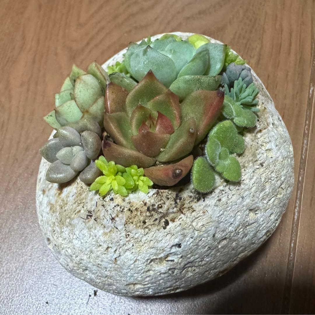 多肉植物 寄せ植え 軽石鉢 エケベリア セダム ネルソル なし
