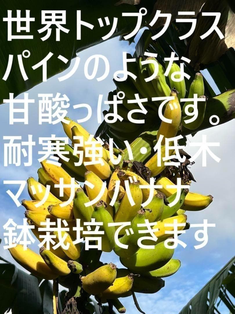 最高峰デザート,90cm◆ドワーフ・マッサン。バナナ苗◆耐寒性強く栽培が簡単です