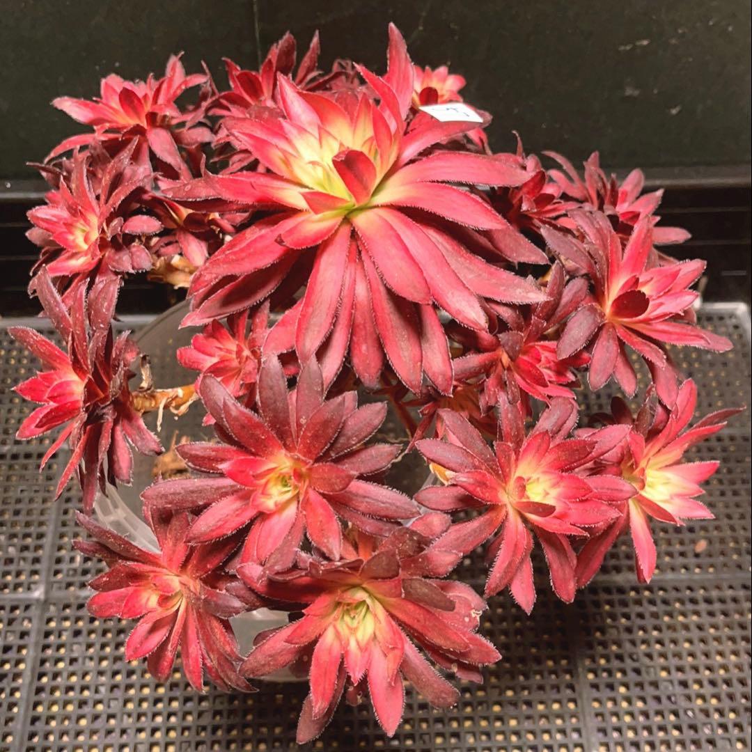 57#多肉植物❤️アエオニウム錦❤️朱雀錦❤️1大頭19小頭28cm拔き苗