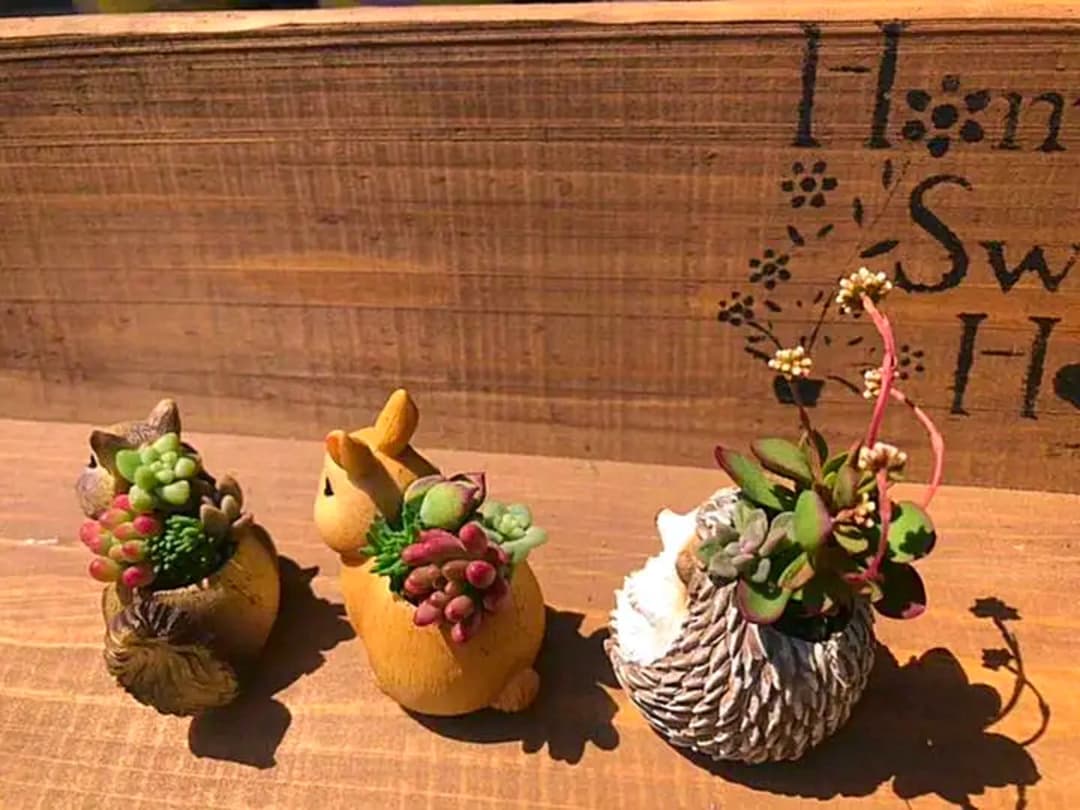 コメント専用です！多肉植物の寄せ植え◡̈⃝︎