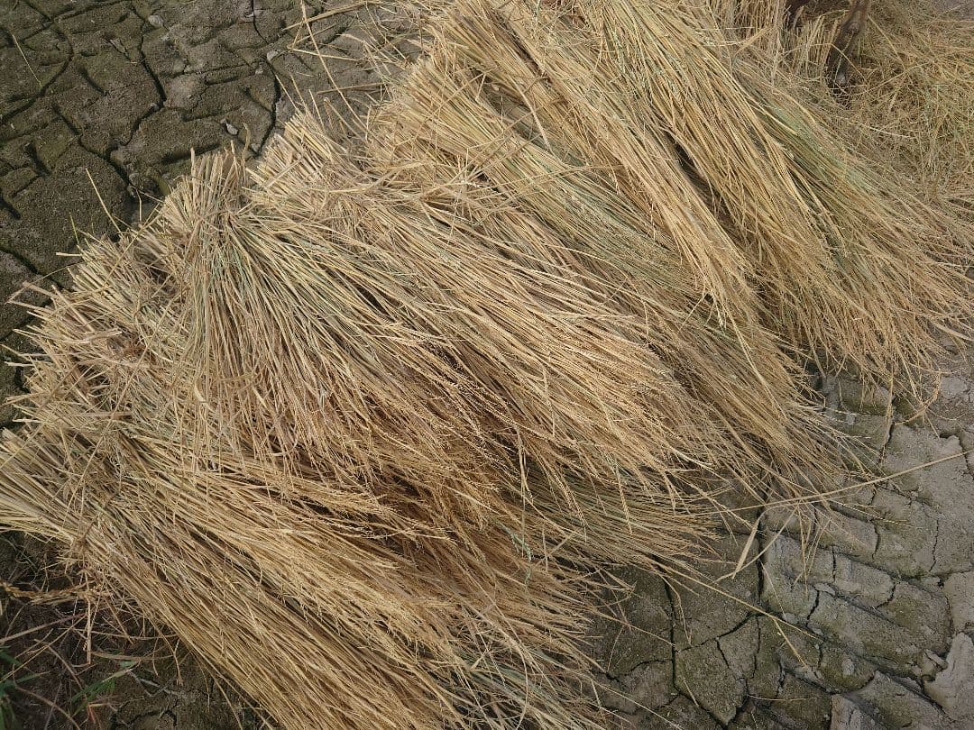 稲わら 約9kg(約40束) 自然栽培