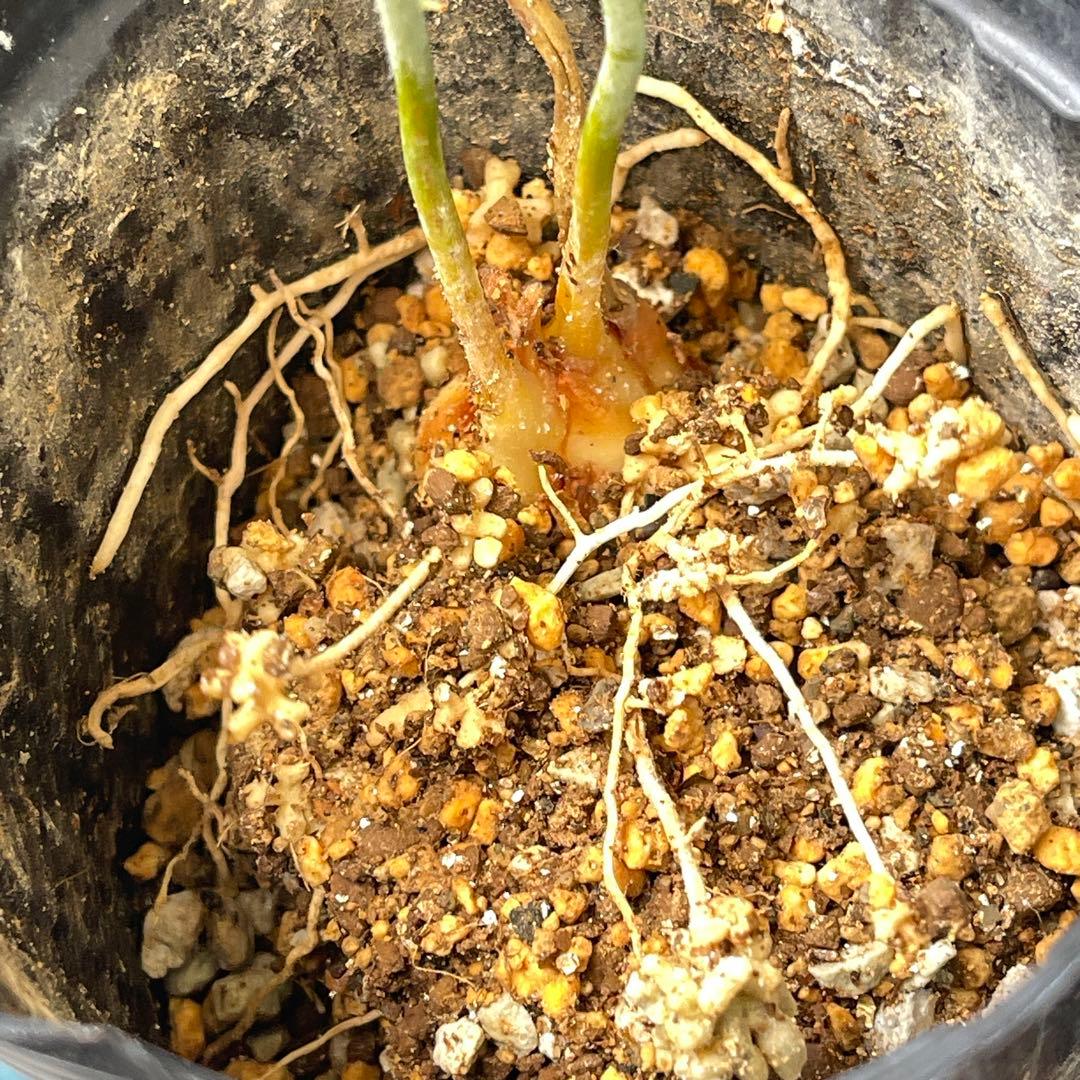 【塊根植物】サイカスカイルンシアナ 国内実生 ソテツ ④