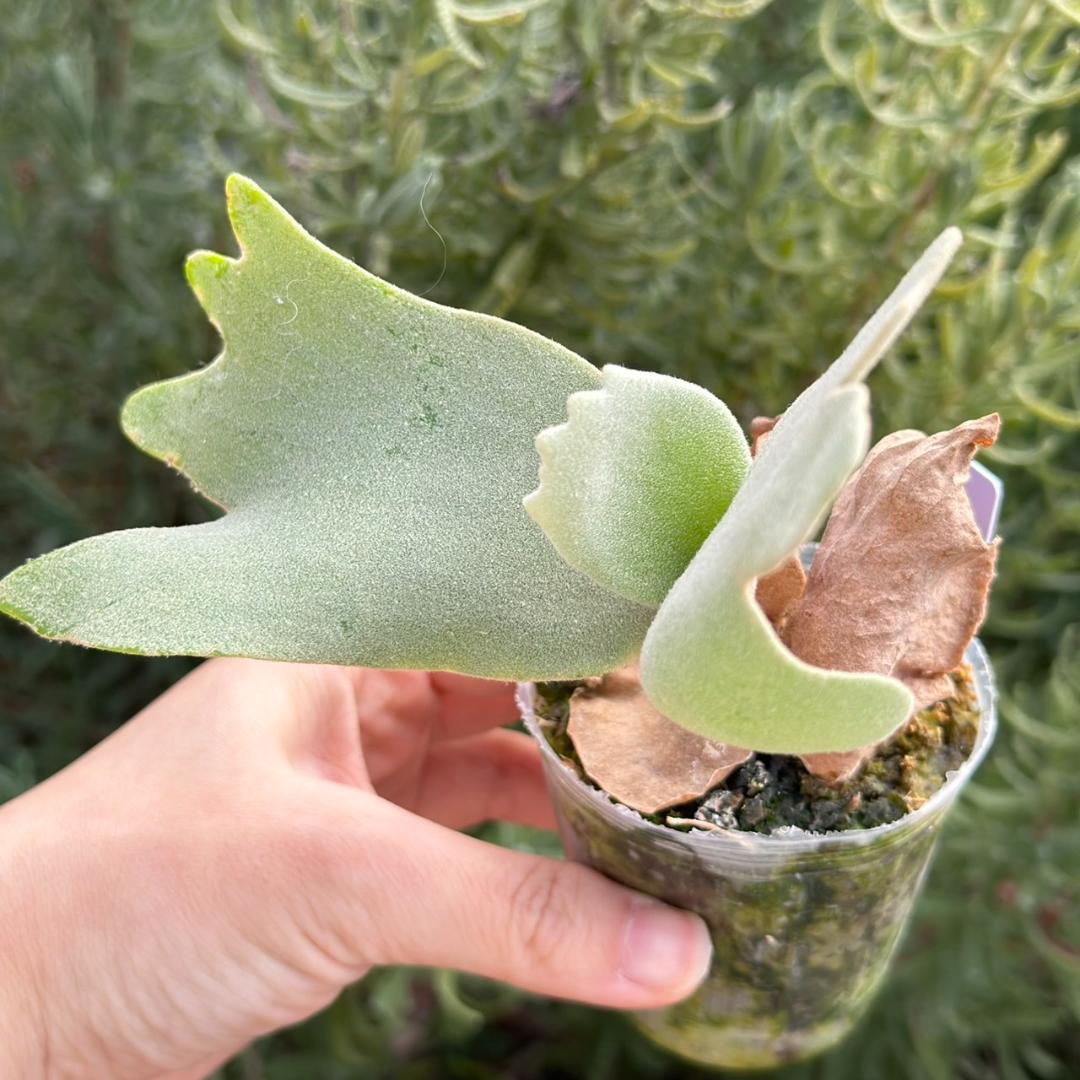 ビカクシダ P.willinckii Pearl Queen Spore 07