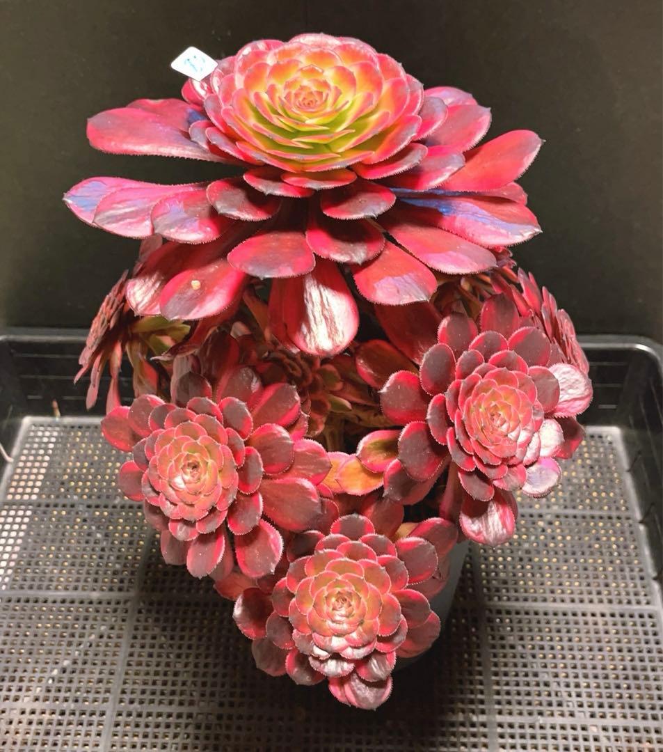 80#多肉植物❤️アエオニウム錦❤️舞天姫❤️1大頭8小頭31cm鉢土付き出荷