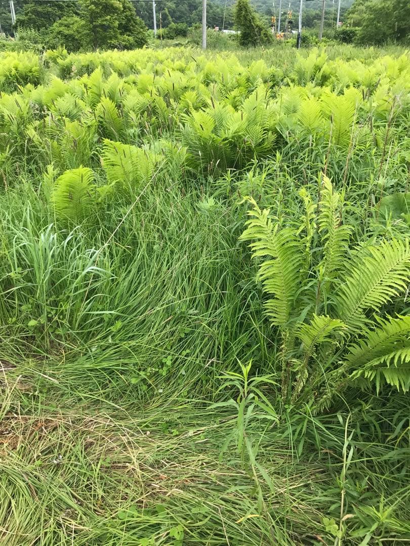こごみ株