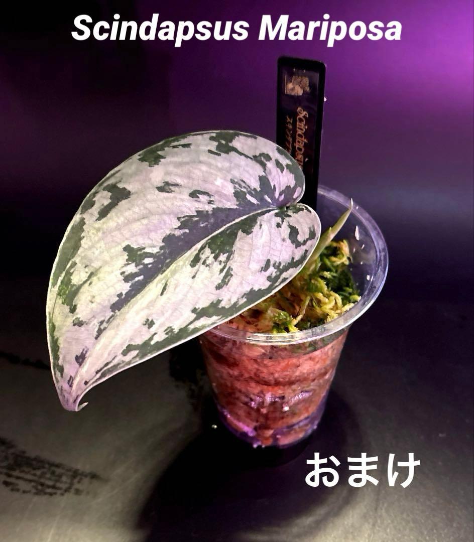 スキンダプサス　セット　　L2 マリポーサ のおまけ付き