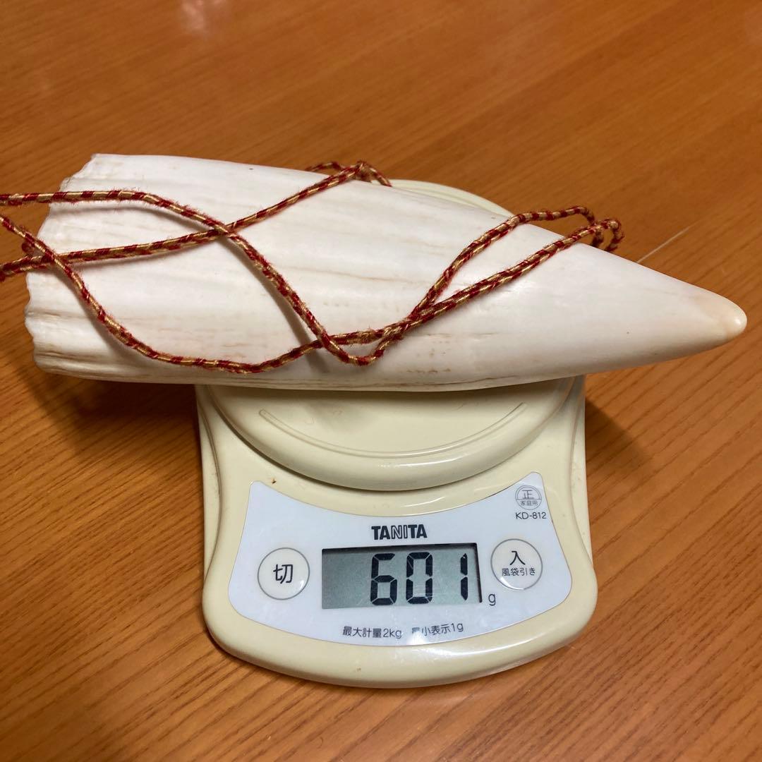 鯨の歯　マッコウクジラの歯　くじらの歯