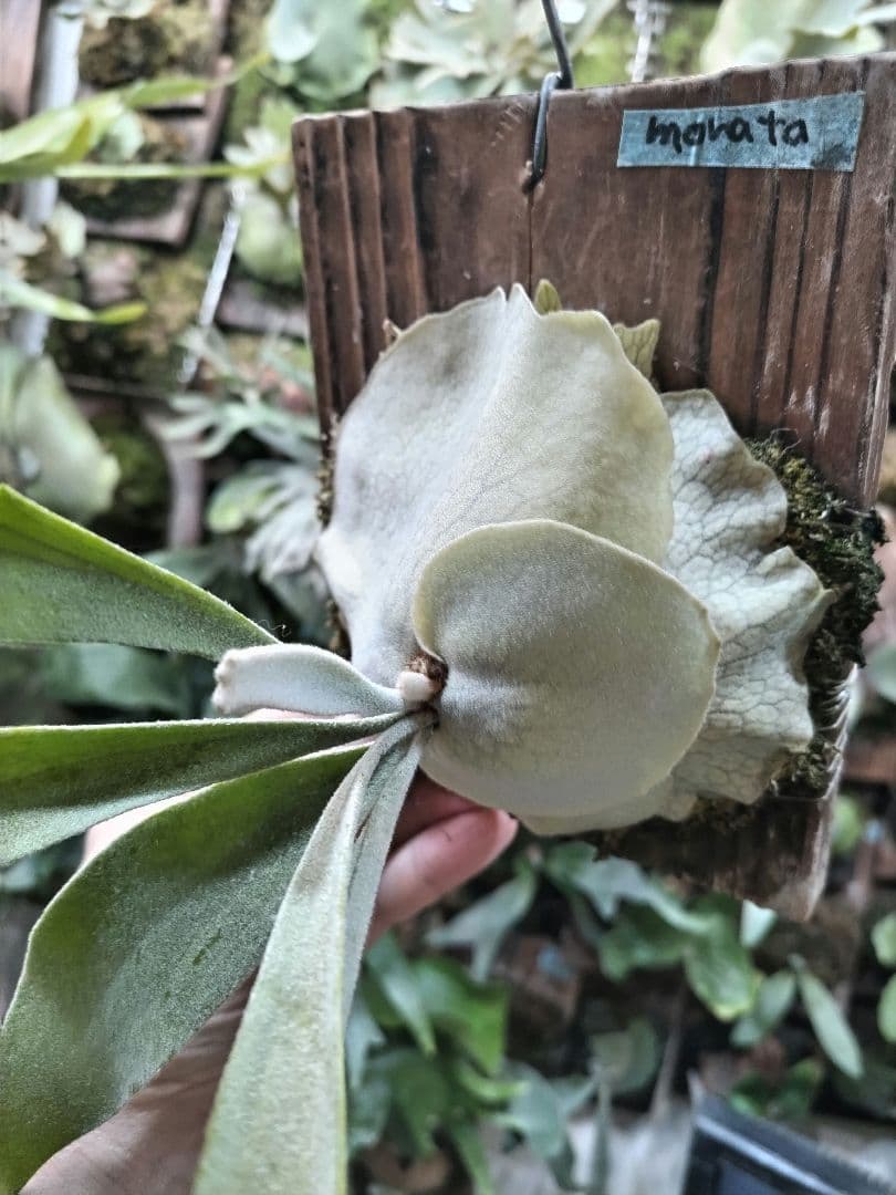 P. veitchii cv.morata 子株(PUP)① ビカクシダ