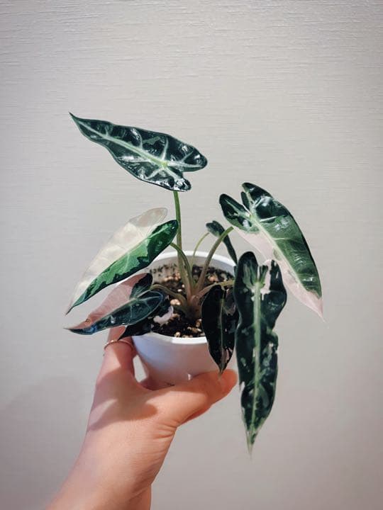 アロカシアalocasia longiloba miq var