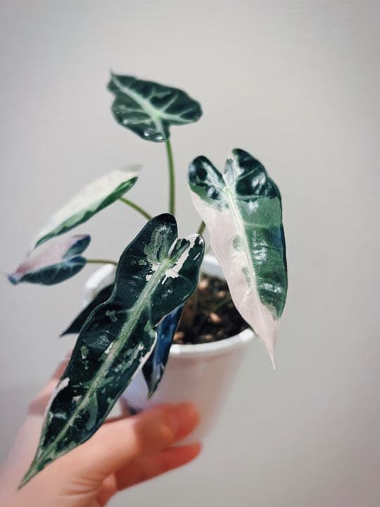 アロカシアalocasia longiloba miq var