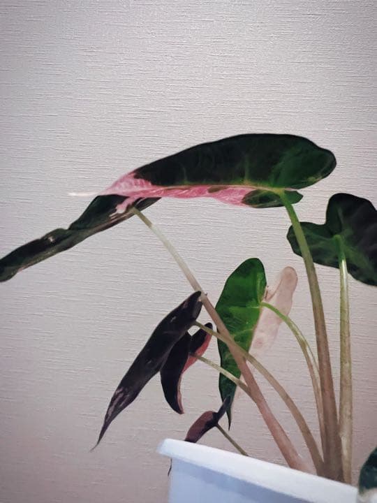 アロカシアalocasia longiloba miq var