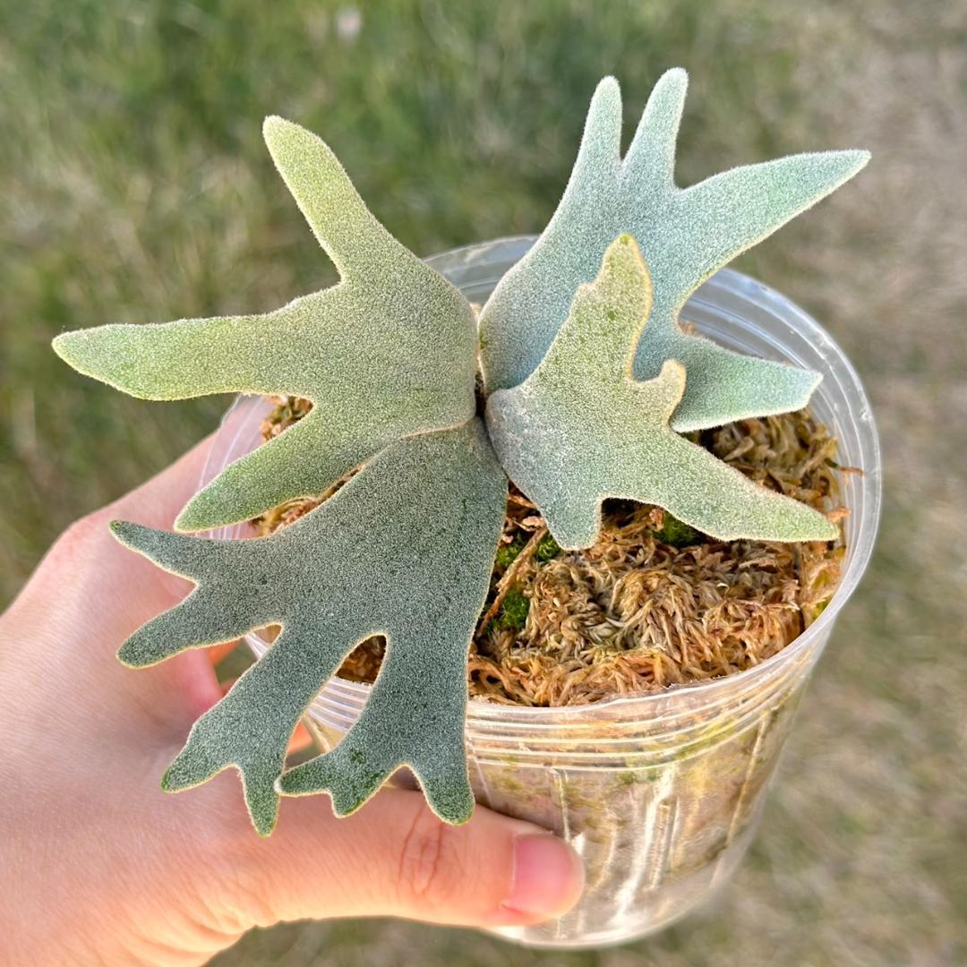 P. willinckii ’Bacteria’ spore　14
